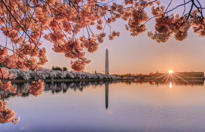 Saiba quando e onde ver a florada das cerejeiras em Washington DC